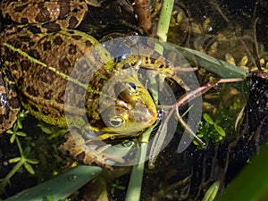 Close-up shot of a common water frog or green frog (Pelophylax esculentus) swimming in water among green leaves