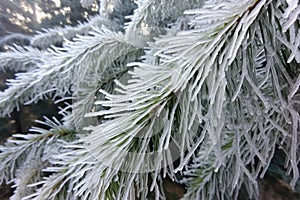 close-up shot of conifer needles encased in ice