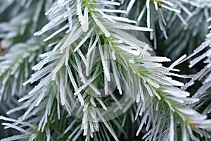 close-up shot of conifer needles encased in ice