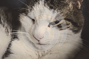 Close-up shot of content domestic cat resting