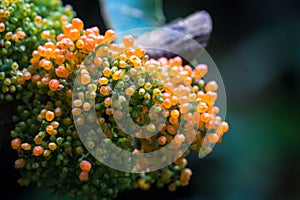 Close-up shot of coral bead plant (nertera granadensis)