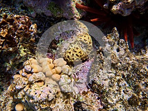 Close up shot of coral reefs with Slate pencil urchin