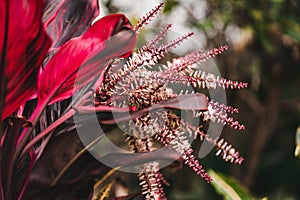 Close up shot of cordyline red plant