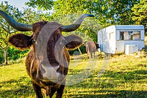 Cow on a camping site