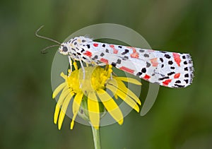 Close-up shot of a crimson-speckled flunkey on a yellow flower
