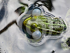 Close-up shot of the croacing common water frog or green frog Pelophylax esculentus blowing his vocal sacs in the water. Frog