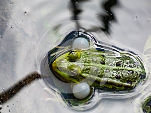 Close-up shot of the croacing common water frog or green frog Pelophylax esculentus blowing his vocal sacs in the water. Frog