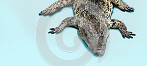 Crocodile retile animal on isolated background