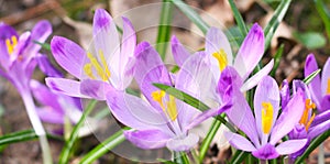 Close-up shot of crocuses in the spring. Flowers of Crocus sativus, commonly known as the saffron crocus