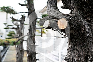 Close up shot of the cut branches of a tree on the roadside.