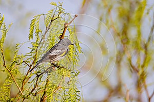 Close up shot of cute Audubon`s warbler