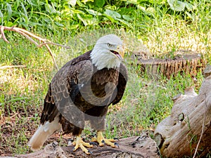 Close up shot of cute Bald eagle