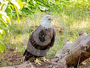 Close up shot of cute Bald eagle