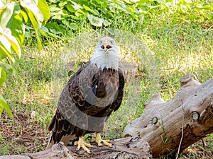 Close up shot of cute Bald eagle