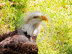 Close up shot of cute Bald eagle