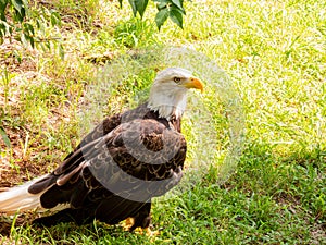 Close up shot of cute Bald eagle