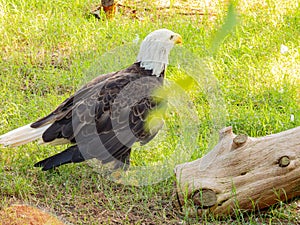 Close up shot of cute Bald eagle