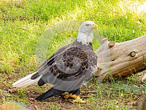 Close up shot of cute Bald eagle