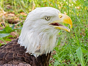 Close up shot of cute Bald eagle