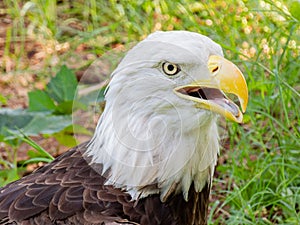 Close up shot of cute Bald eagle