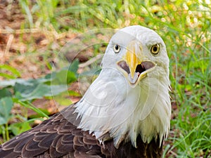Close up shot of cute Bald eagle