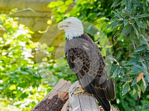 Close up shot of cute Bald eagle