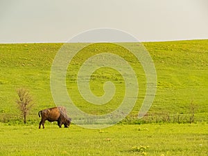 Close up shot of cute Bison in Wichita Mountains