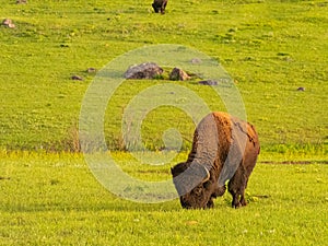 Close up shot of cute Bison in Wichita Mountains