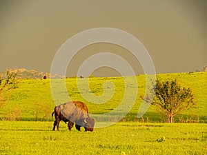 Close up shot of cute Bison in Wichita Mountains