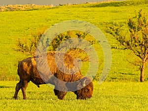 Close up shot of cute Bison in Wichita Mountains