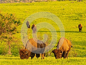 Close up shot of cute Bison in Wichita Mountains