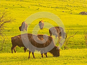 Close up shot of cute Bison in Wichita Mountains