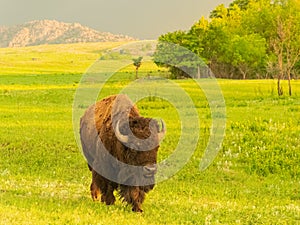 Close up shot of cute Bison in Wichita Mountains