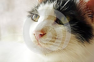 Close up shot of a cute black and white cat.