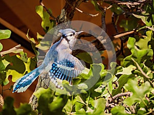 Close up shot of cute Blue Jay modal