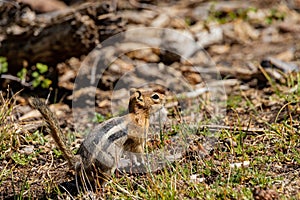 Close up shot of a cute chipmunks