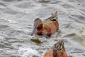 Close up shot of cute Cinnamon teal swimming in a pond