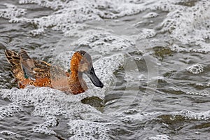 Close up shot of cute Cinnamon teal swimming in a pond