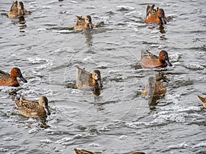 Close up shot of cute Cinnamon teal swimming in a pond