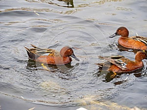 Close up shot of cute Cinnamon teal swimming in a pond