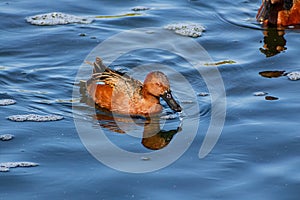 Close up shot of cute Cinnamon teal swimming in a pond