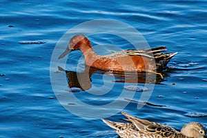 Close up shot of cute Cinnamon teal swimming in a pond