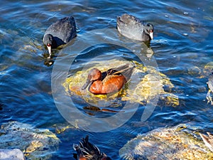 Close up shot of cute Cinnamon teal swimming in a pond