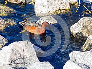 Close up shot of cute Cinnamon teal swimming in a pond