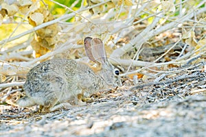 Close up shot of a cute Cottontail rabbit