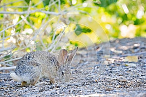 Close up shot of a cute Cottontail rabbit