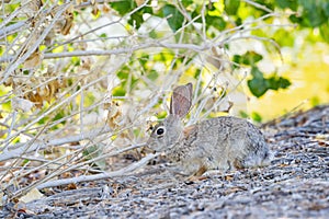 Close up shot of a cute Cottontail rabbit