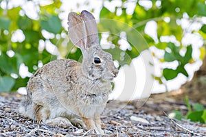 Close up shot of a cute Cottontail rabbit