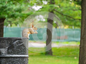 Close up shot of cute Fox squirrel