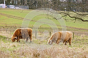 Close up shot of a cute Highland Cattle